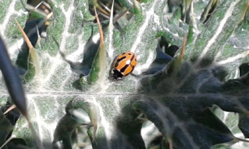 Coccinella (Spilota) miranda, is. Tenerife, Canarie